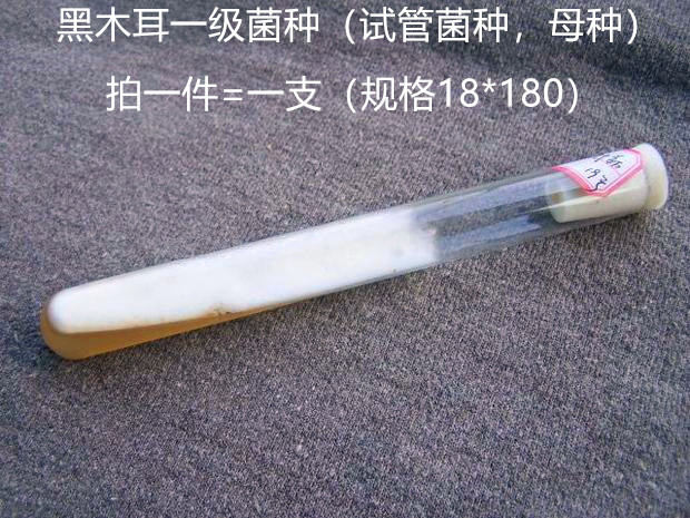 黑木耳菌种菌袋一级母种三级栽培