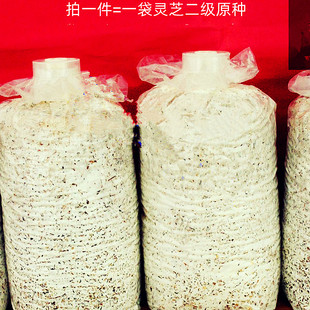 灵芝菌种椴木袋料种子赤灵芝黑芝紫芝云芝原种栽培种菌包