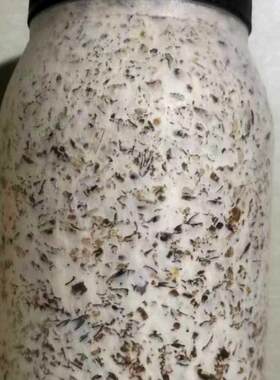 平菇菌种二级原种菌包栽培种谷粒棉壳配方高温偏高温广温品种