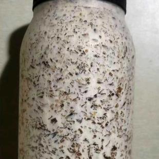 平菇菌种二级原种菌包栽培种谷粒棉壳配方高温偏高温广温品种