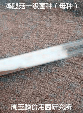 鸡腿菇菌种母种原种试管种一级