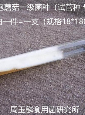 菌种一级母种原种单生分离双孢菇