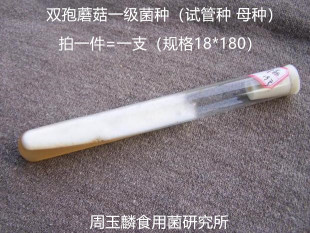 双孢菇菌种口蘑蘑菇种子一级种母种原种单生个大2796-1 新分离