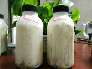 包邮 平菇姬菇秀珍枝条竹签谷粒菌种蘑菇种子操作方便10元 每瓶5瓶