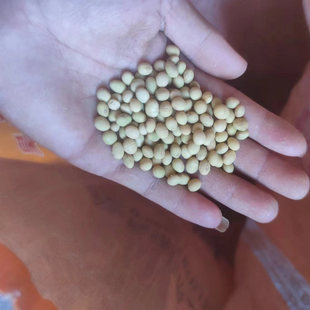 2025年老黄豆六安农家种植老品种自留种循环种植笨黄豆可榨豆浆