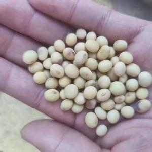 2024年老黄豆六安农家种植老品种可留种笨黄豆农村老黄豆一份500g