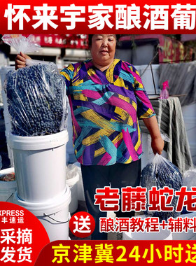 专业蛇龙珠现摘发货2件酿酒葡萄