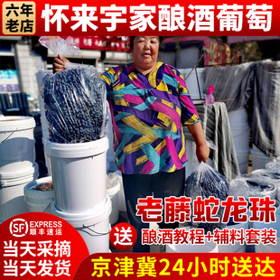 酿酒葡萄怀来宇家专业有机蛇龙珠老藤新鲜现摘发货2件起拍走顺丰