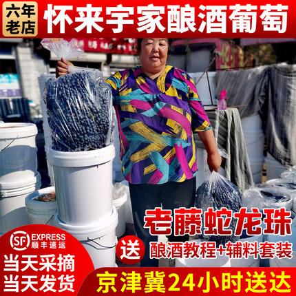 酿酒葡萄怀来宇家专业有机蛇龙珠老藤新鲜现摘发货2件起拍走顺丰