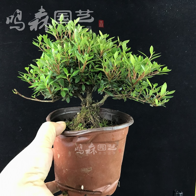 实生原本早乙女杜鹃 米叶杜鹃  水陆缸造景制作绿植整箱