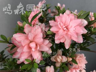 网红进口品种皋月杜鹃莹 菊姬 鹃之舞 多个品种杜鹃所见所得