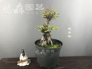 国内嫁接日本银芽榉金边带边榆树 嫁接 品种榉树盆景