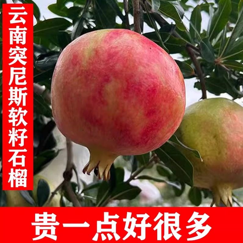 云南大理丽江突尼斯软籽石榴孕妇新鲜水果5/9斤整箱 甜红软籽石榴