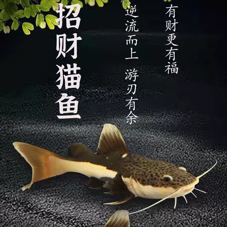 招财猫鱼苗活体狗仔鲸红尾猫底层鲶鱼鸭嘴热带观赏鱼大型龙鱼配鱼