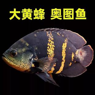 精品野图大黄蜂南美进口k纹七星奥利诺科奥图鱼地图血火麒麟鱼