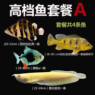 四纹苏虎活体虎鱼银版黑桃a鱼黄化银龙鱼黄金虫纹巴西亚套餐繁殖