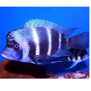 正宗台系三湖慈鲷鱼蓝六间皇冠六间伊巴卡布隆迪六间鱼萨伊蓝观赏