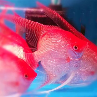 热带观赏鱼神仙鱼燕鱼钻石红头燕鱼红头玻璃燕鱼红眼钻石鱼活体