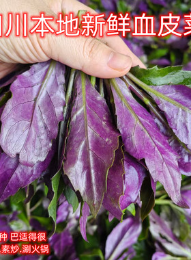 四川血皮菜紫背菜新鲜现摘观音菜特产时令蔬菜农家自种全年供货