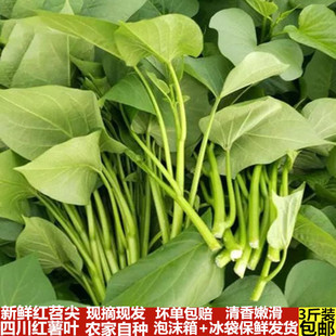 四川红薯尖新鲜番薯叶苕尖红苕尖现摘红苕叶番叶地瓜叶应季蔬菜