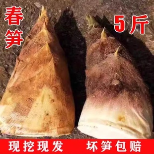 新鲜春笋竹笋四川去老根毛笋野生苦笋黄泥笋大楠竹笋现挖当季蔬菜
