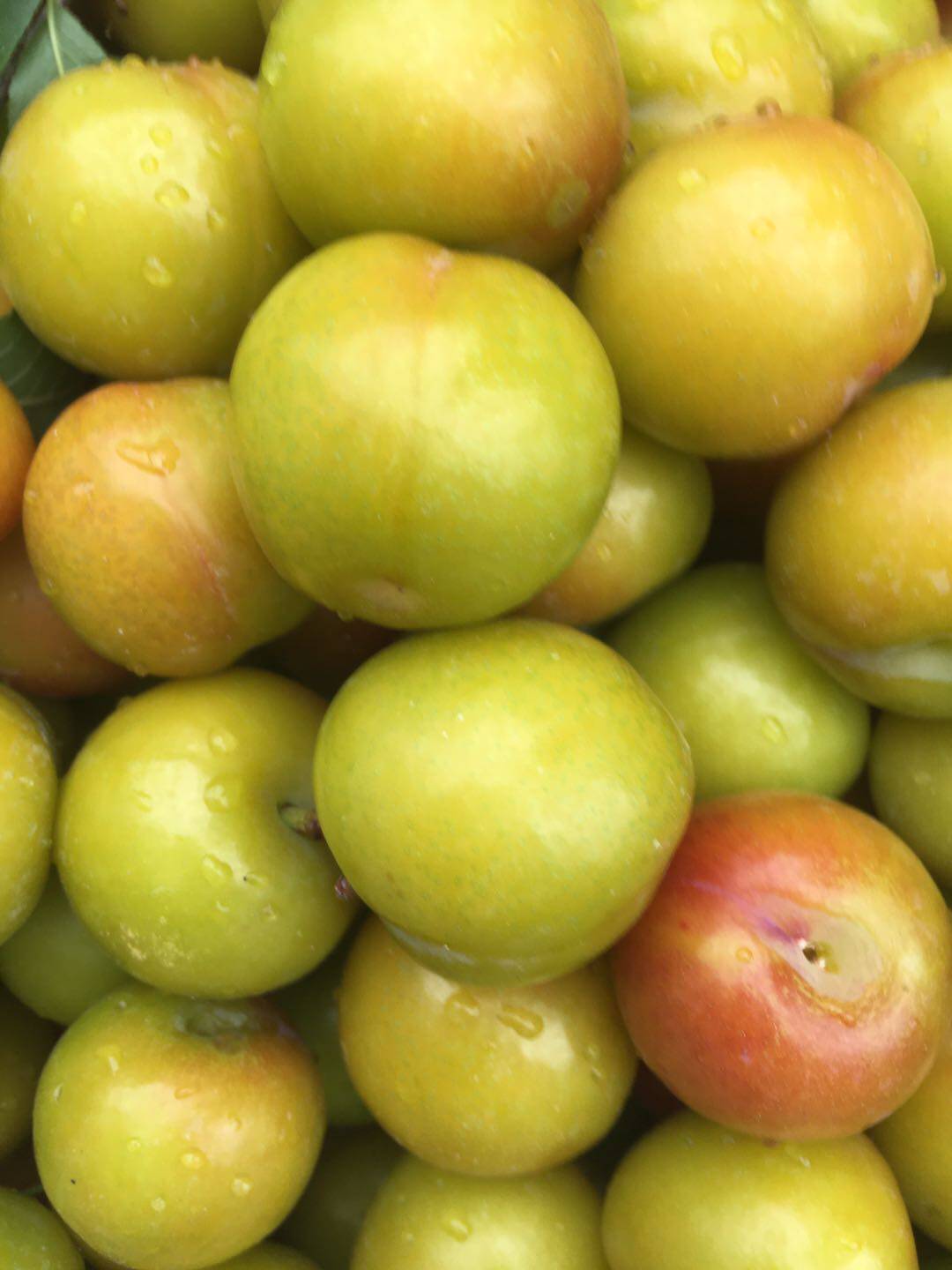 2022新鲜水果应季青李四月李脆皮酸硬爽口一份5斤广东包邮