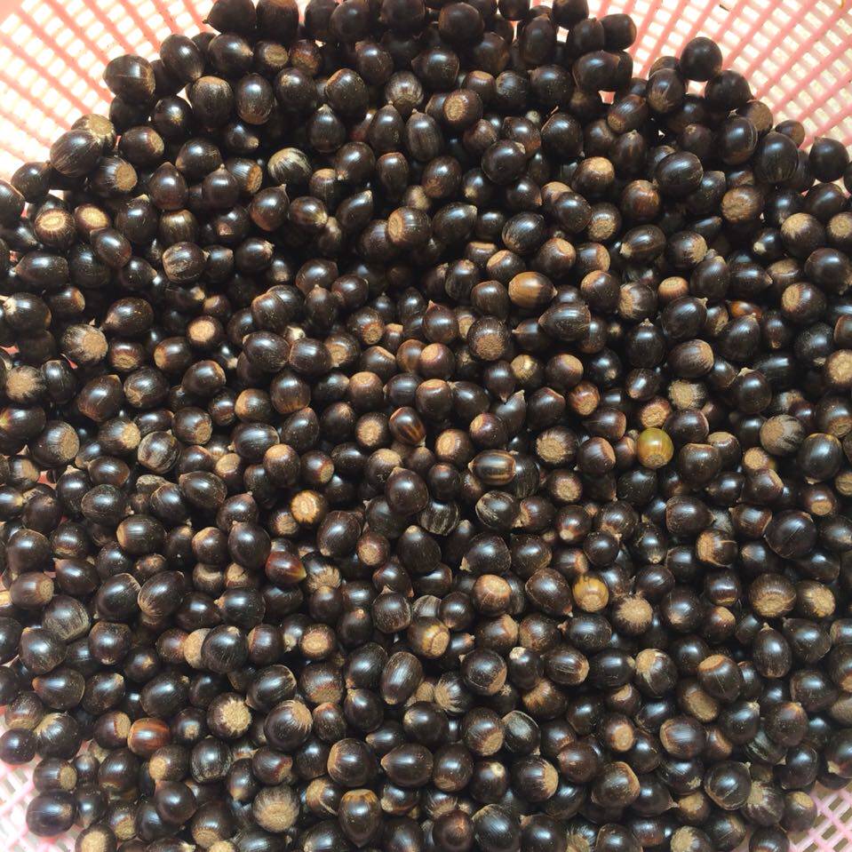 新品2020十二月坚果野生锥栗山椎米椎子圆子勾刺椎