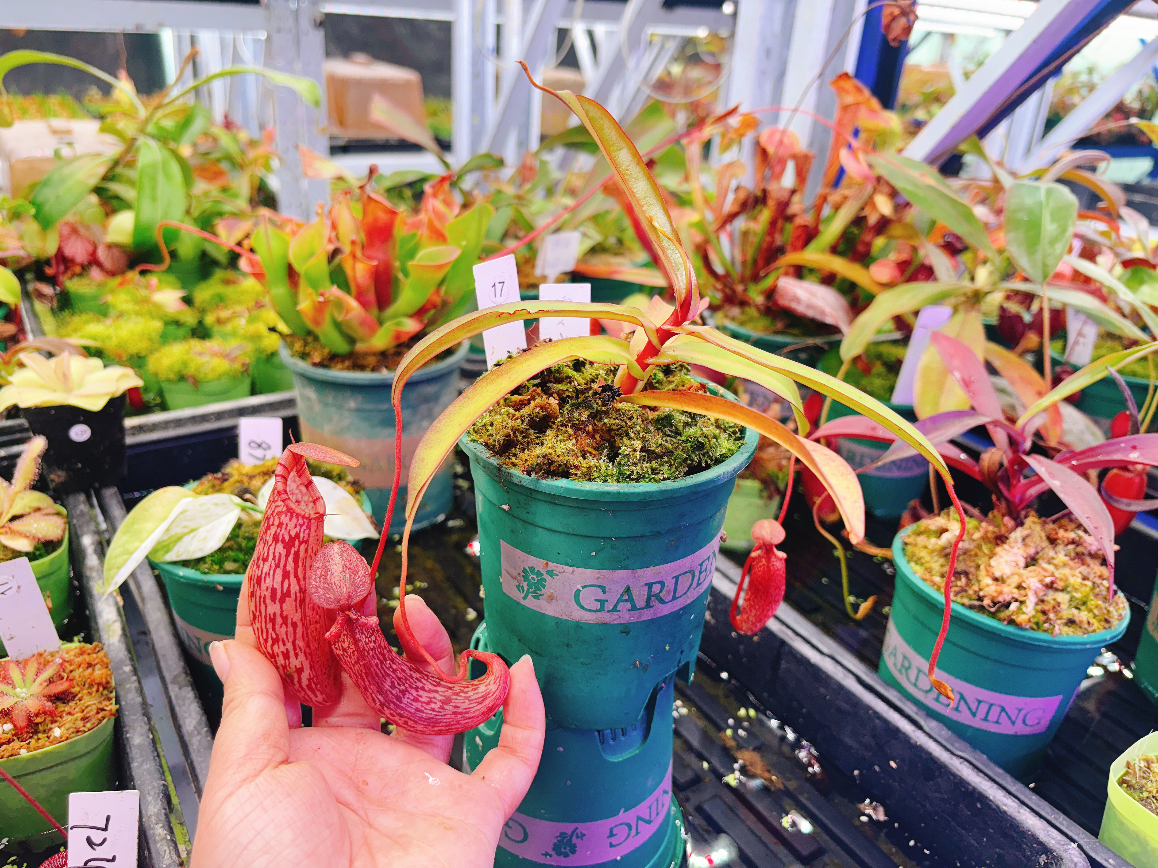 浙江实物图--显目交葫芦猪笼草扦插苗精选一物一拍实拍图17号