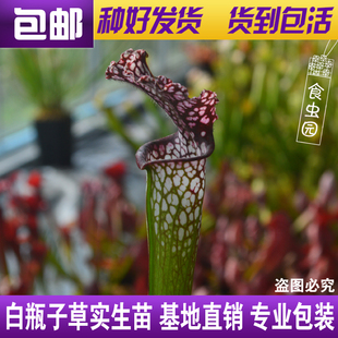 爱丽丝白瓶子草食虫草趣味办公室绿植盆栽 栽好发货 包邮