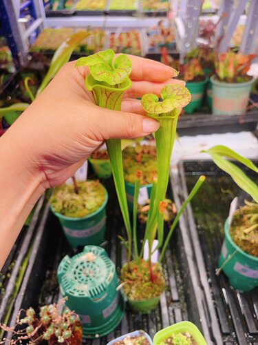 浙江实物图--SFC03  铜帽黄瓶瓶子草大苗   食虫植物精选实拍8363