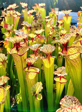 食虫植物--H112 MK S. x moorei 