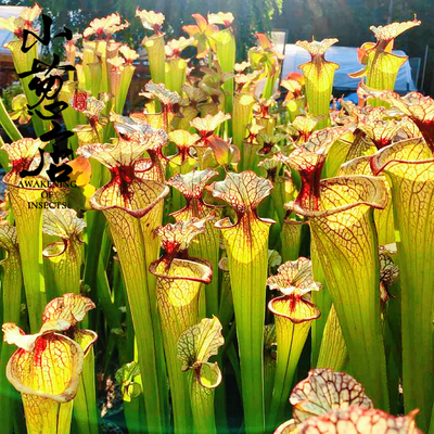 食虫植物--H112 MK S. x moorei 