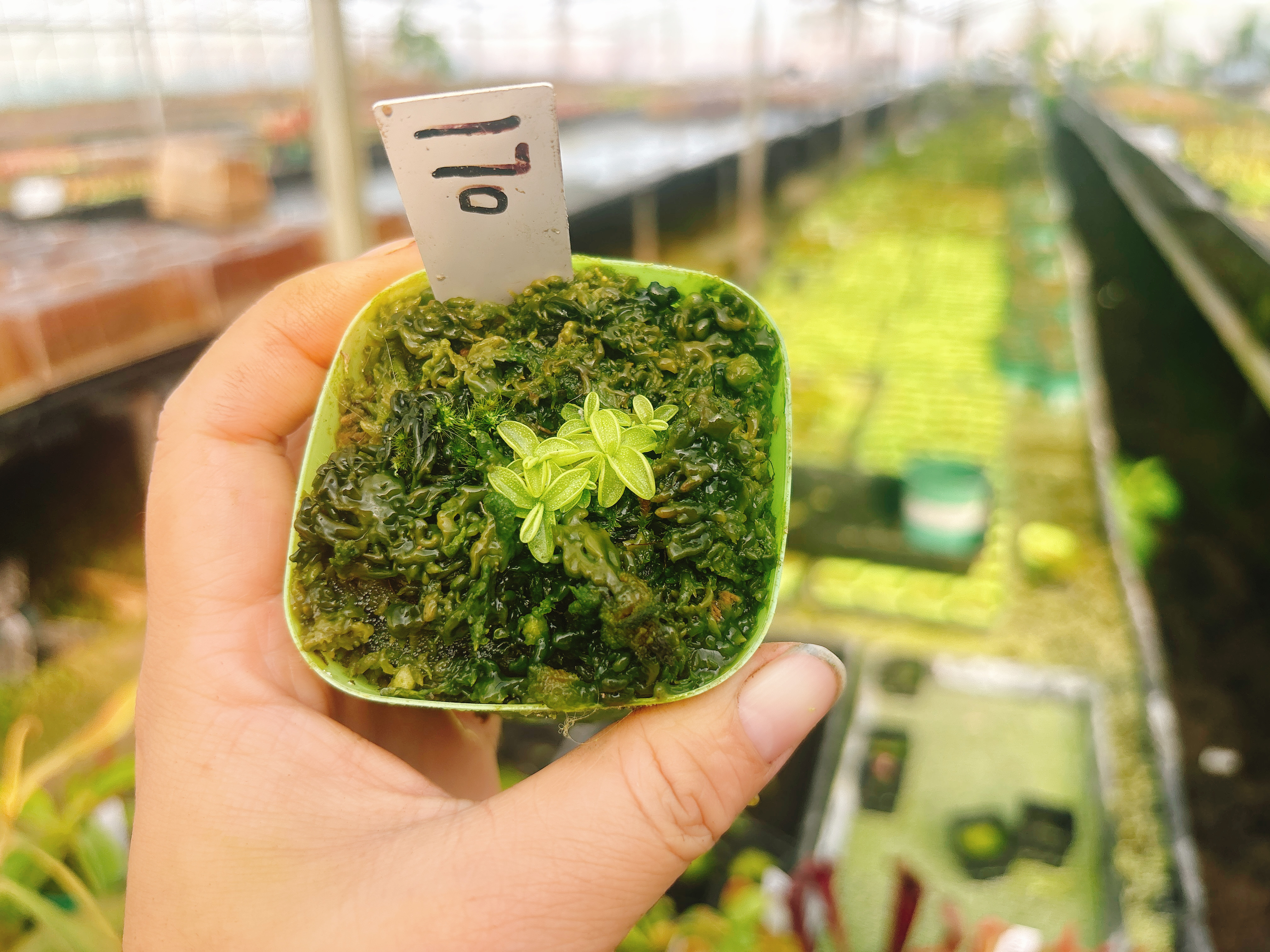 浙江实物图--樱叶捕虫堇叶插小苗多颗特价精选一物一拍实拍图170