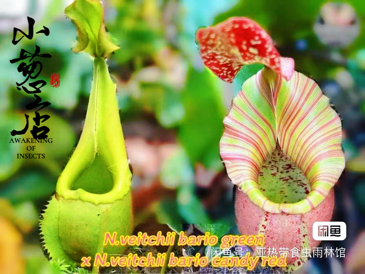 食虫植物-- 绿维奇×维奇CR猪笼草种子苗精选杂交食虫草盆栽绿植,鲜花速递/花卉仿真/绿植园艺,食虫植物,淘宝优惠券,粉丝福利购,淘宝优惠卷