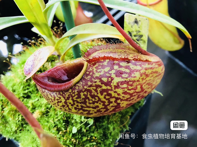 食虫植物-显目马兜铃猪笼草侧芽扦插小苗精选小型食虫