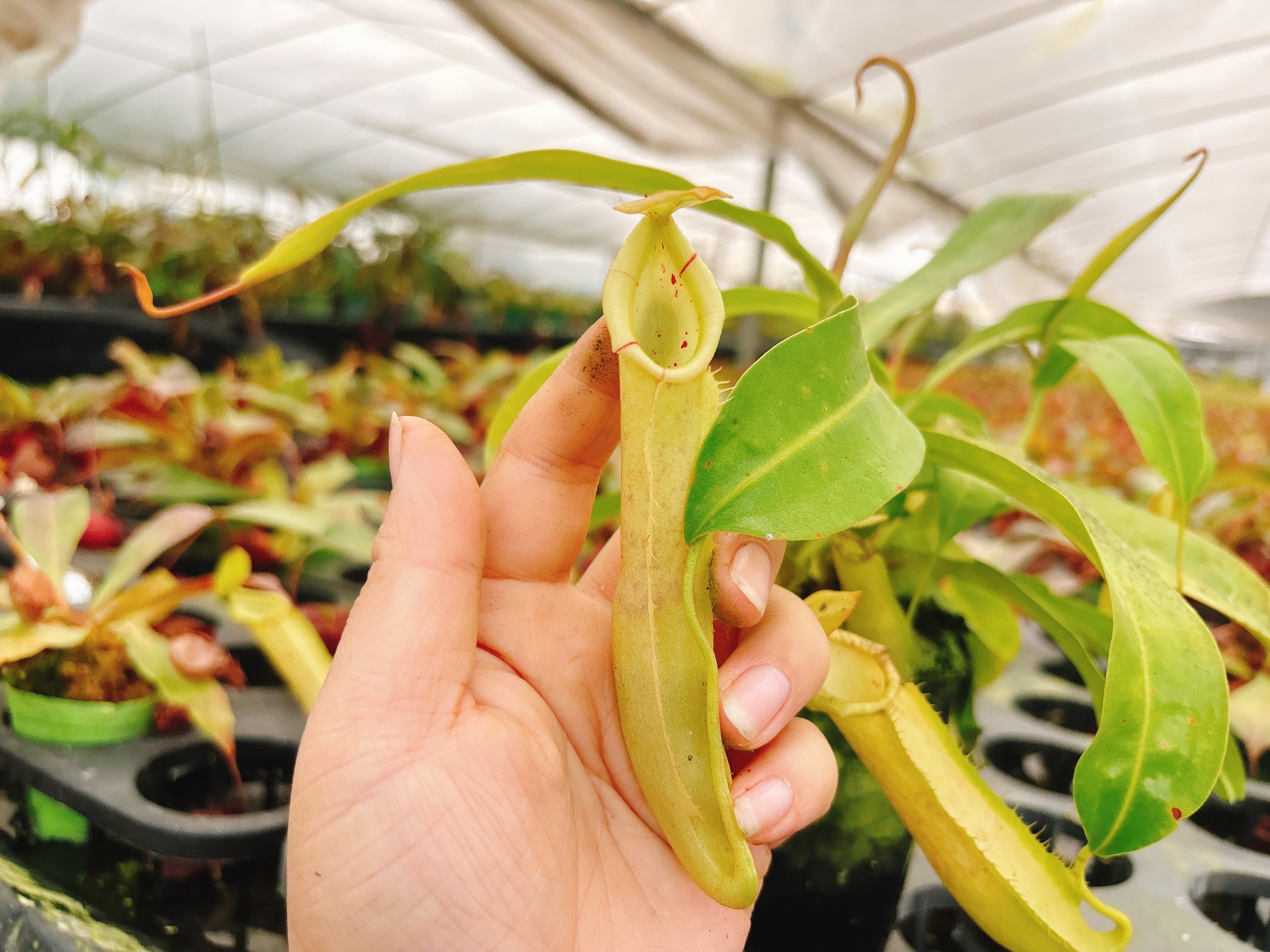 浙江实物图--奇异维奇猪笼草（绿瓶个体）多头精选一物一拍297号