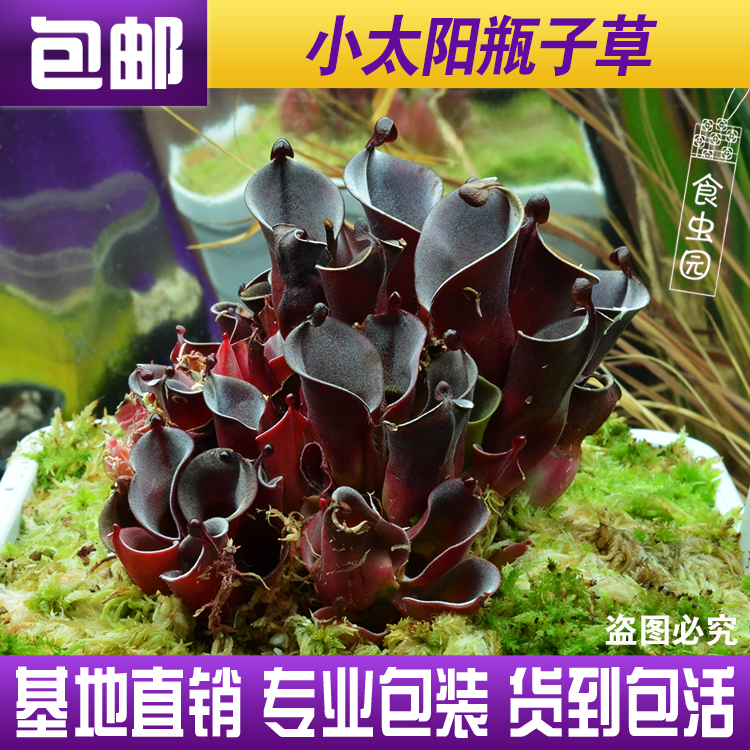 【小太阳瓶子草 H.minor】稀有食虫植物适合造景趣味绿植盆栽