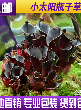 【小太阳瓶子草 H.minor】稀有食虫植物 适合造景 趣味绿植盆栽
