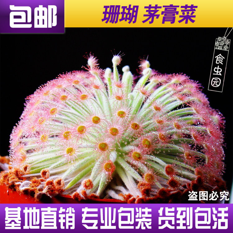 食虫植物--珊瑚茅膏菜  北岭地食虫草黏虫盆栽绿植捕虫草