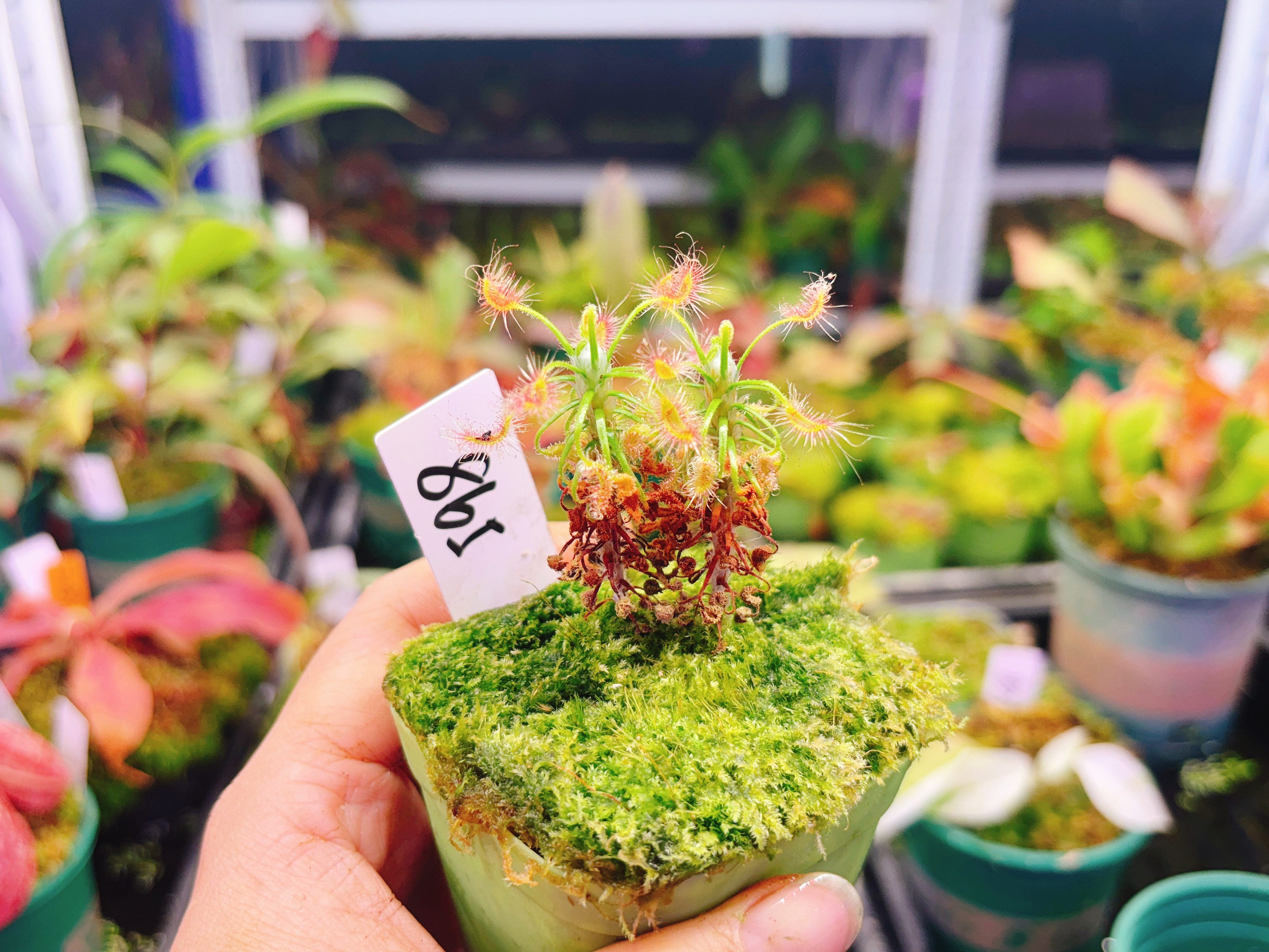 浙江实物图--865号蝎子迷你茅膏菜多颗一盆大苗精选一物一拍实拍