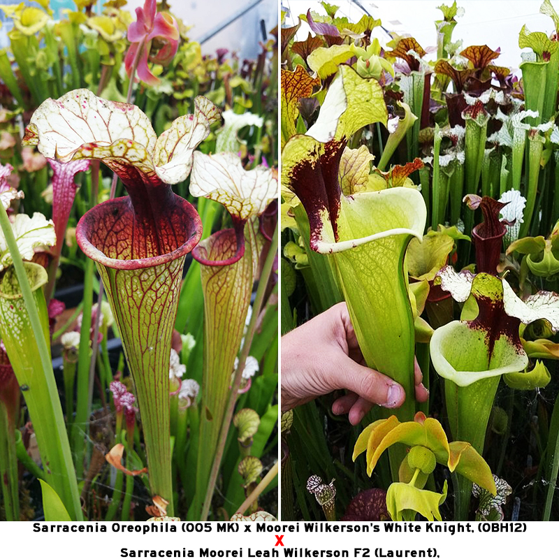 【O05 MK X OBH12交LW F2 】杂交瓶子草小苗 食虫植物 包邮