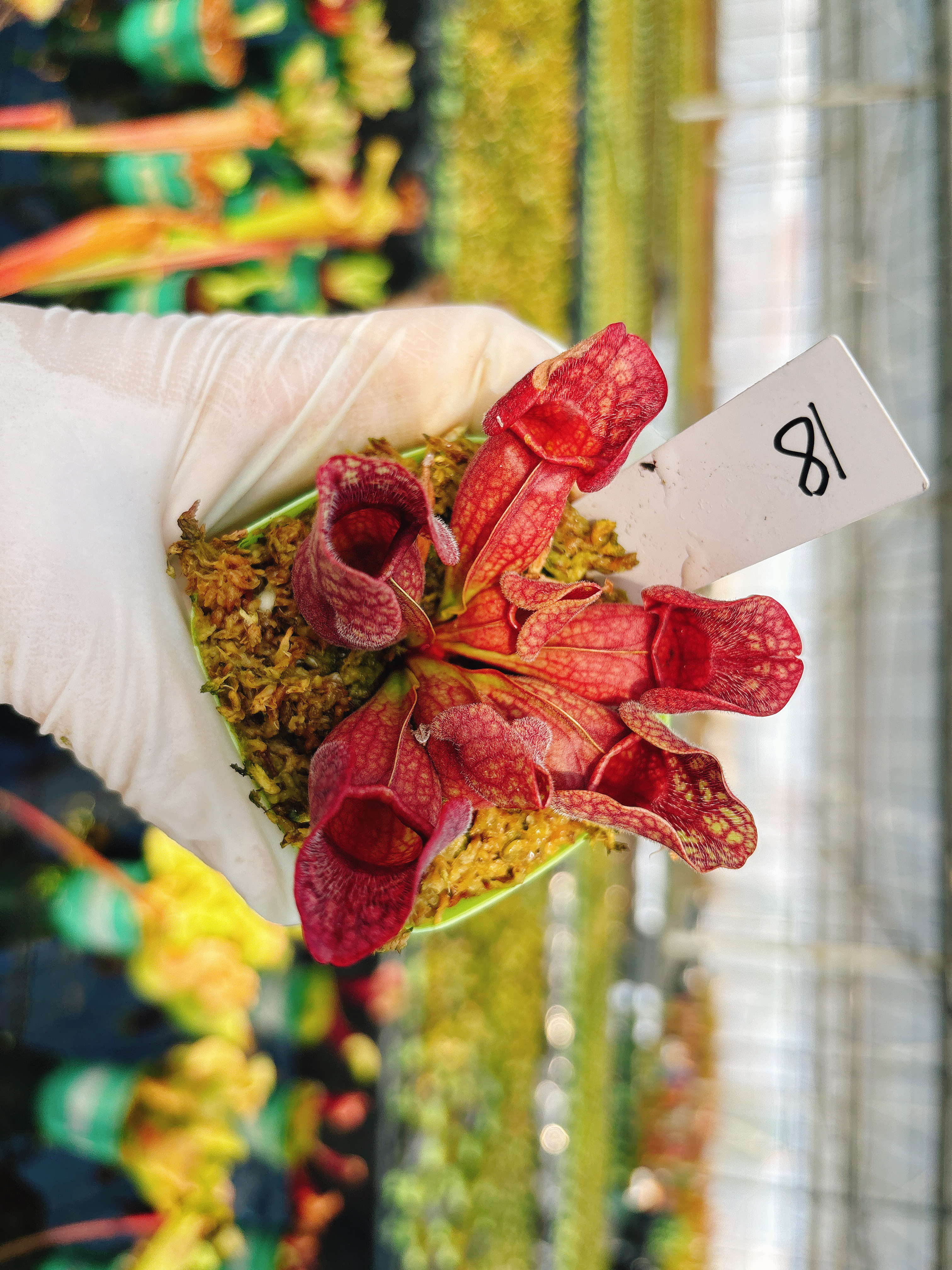 浙江实物图--西尔维娅紫瓶瓶子草脉络艳丽款一物一拍实拍图18号