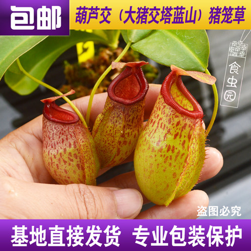 蓝山猪笼草食虫植物趣味绿植包邮