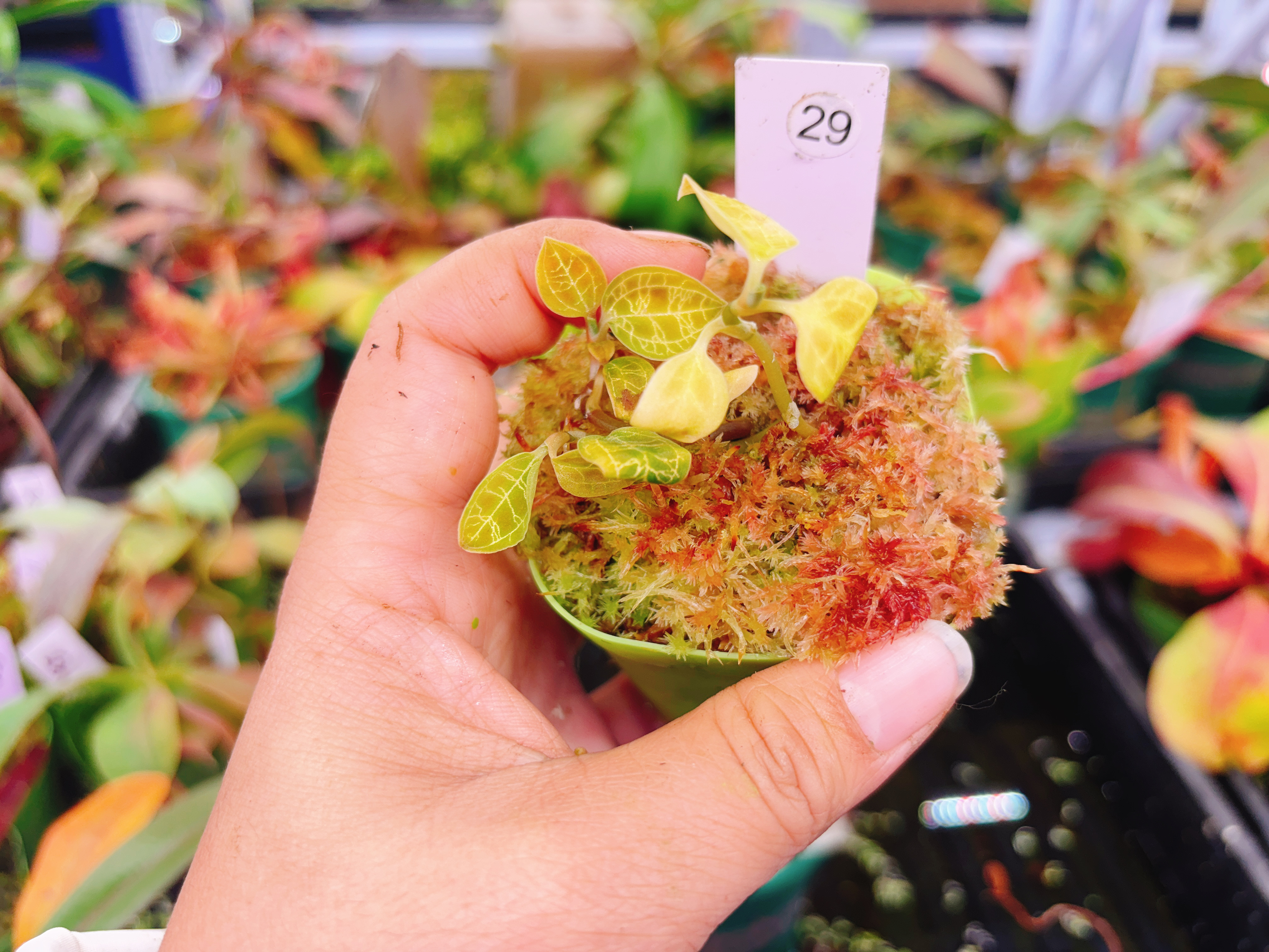 浙江实物图--闪电宝石兰 绿色电光宝石状态一般特价包邮29号