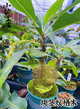 蚁栖植物木块根带盆发货精选方茎蚁茎玉A. bracteosa 蚁栖植物