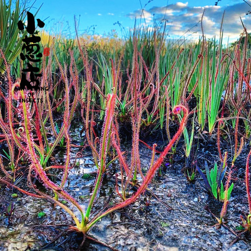食虫植物--Drosera spiralis螺旋茅膏菜   玩家收藏食虫草捕虫