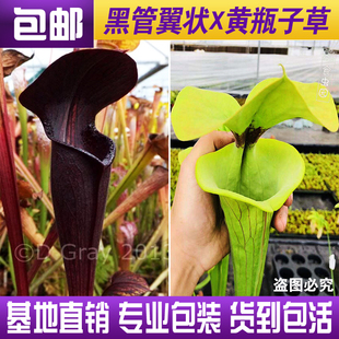 【黑管翼状X黄瓶子草CT2】食虫植物 杂交瓶子草 实生苗 包邮