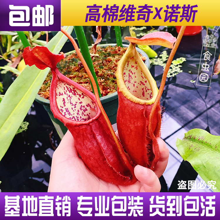 【（高棉X维奇）X诺斯猪笼草】食虫植物捕虫草食人花趣味绿植盆栽