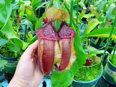 насекомоядное растение 品【蜜花交海盗猪笼草】马桶圈唇 侧芽扦插苗