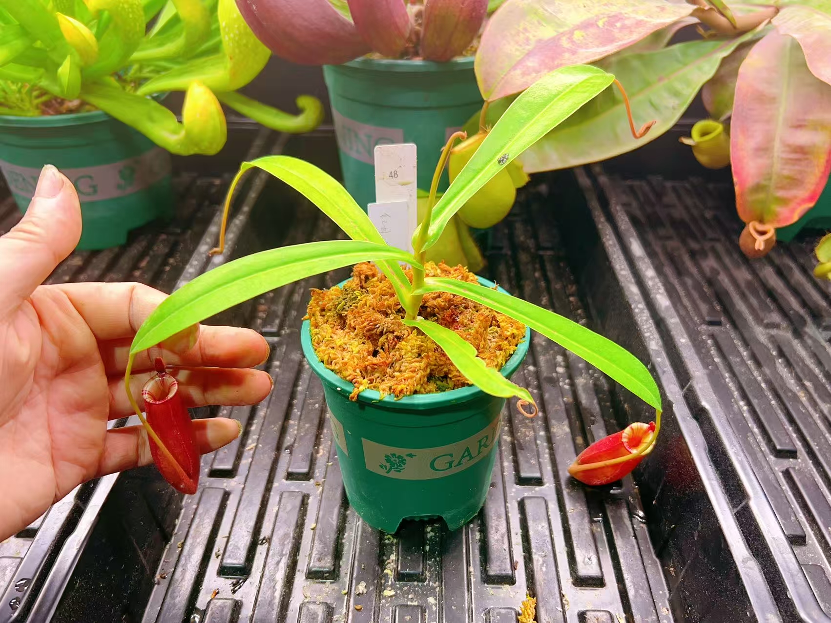 佛山实物图--48号 红月×红葫芦 猪笼草扦插苗精选一物一拍实拍图